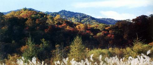 美的令人惊叹的黑龙江秋景
